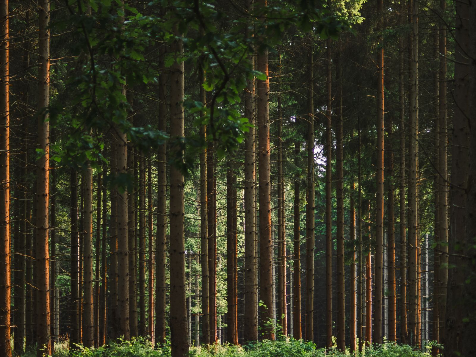 B3-1-pexels-33164661-forest-light